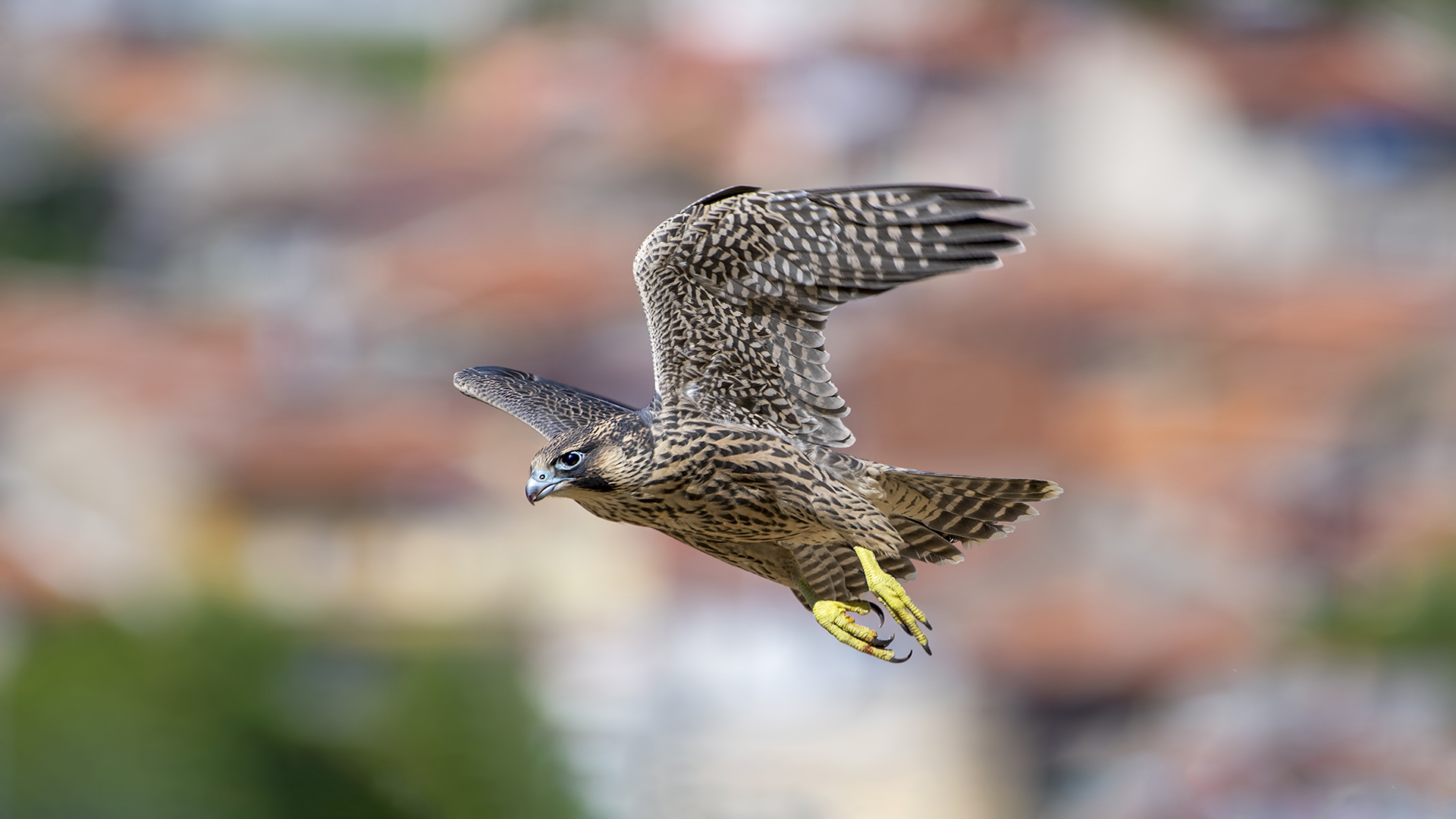 Peregrine Falcon